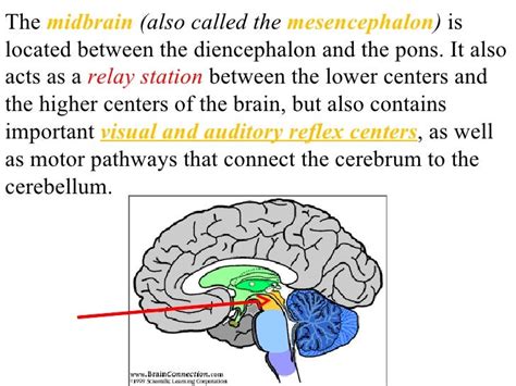 part of the brain relay station bet body and cerebrum